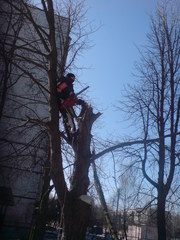 спилить дерево вывоз мусора Харьков