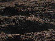 Чернозем, грунт на подсыпку!