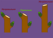 Оперативная вырубка деревьев в Киеве,  спил деревьев Киев