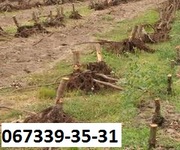 Уборка участков под строительство