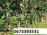 Обрезка деревьев, удаление деревьев 0673393531